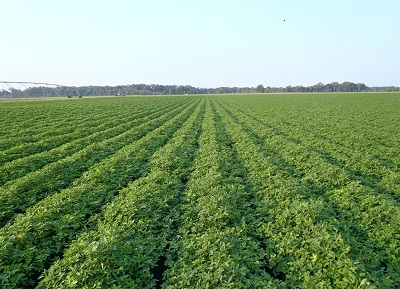 Jammulapalem Agriculture