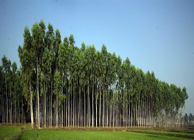 Jammulapalem Agriculture