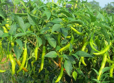 Jammulapalem Agriculture