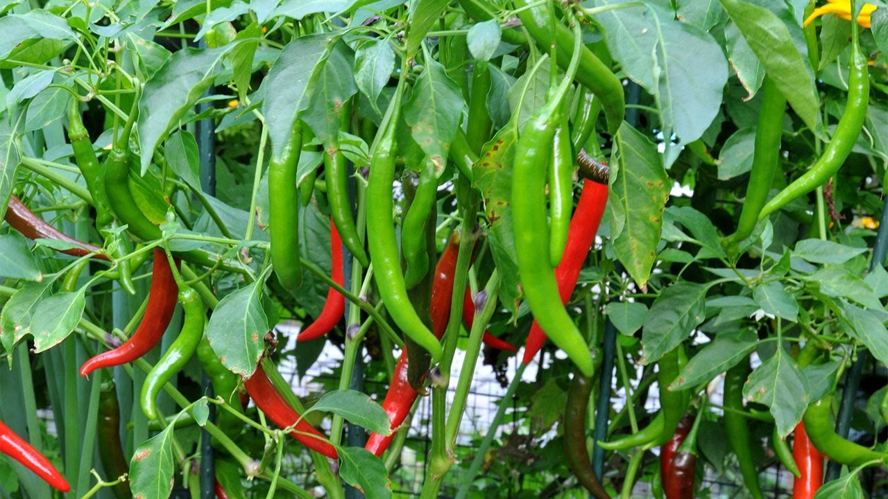 Jammulapalem Agriculture Jammulapalem Agriculture