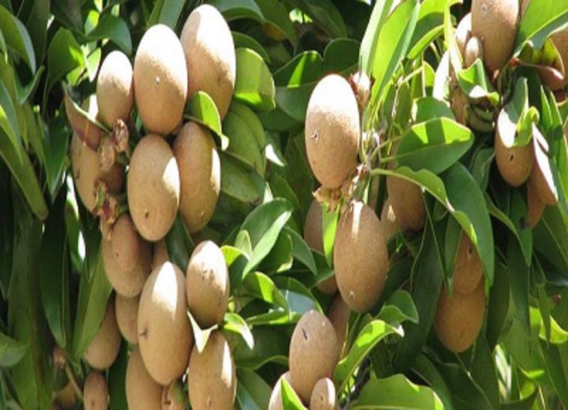 Jammulapalem Agriculture