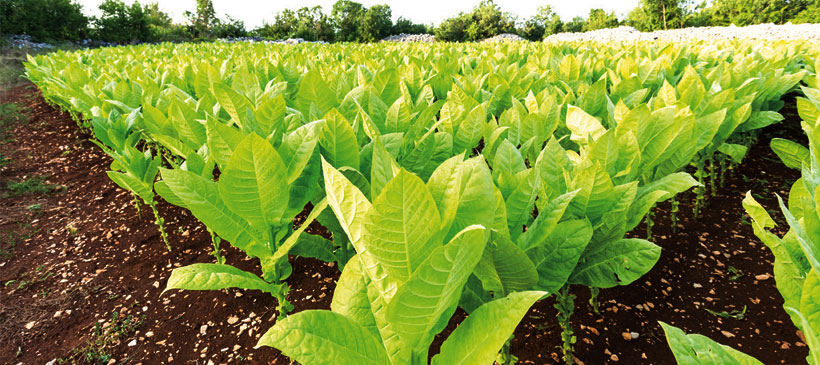 Jammulapalem Agriculture