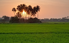 Jammulapalem